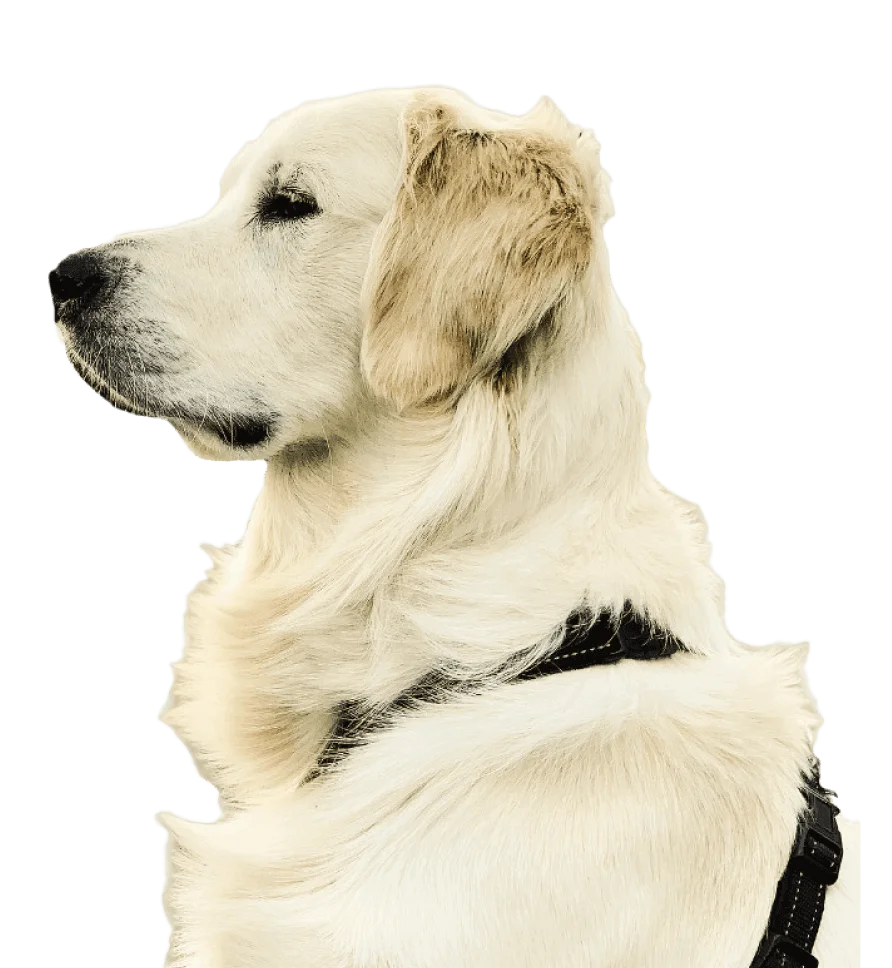 Close-up headshot of a Golden Retriever dog with soft, shiny golden fur and warm, expressive eyes. The dog is indoors with a neutral background, showcasing a friendly and affectionate expression, highlighting its loyalty and charm as a beloved family companion