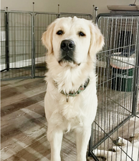 Close-up headshot of a Golden Retriever dog with soft, shiny golden fur and warm, expressive eyes. The dog is indoors with a neutral background, showcasing a friendly and affectionate expression, highlighting its loyalty and charm as a beloved family companion