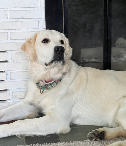 Close-up headshot of a Golden Retriever dog with soft, shiny golden fur and warm, expressive eyes. The dog is indoors with a neutral background, showcasing a friendly and affectionate expression, highlighting its loyalty and charm as a beloved family companion